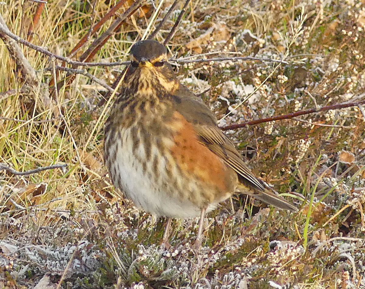 Redwing (Icelandic) - ML644332982