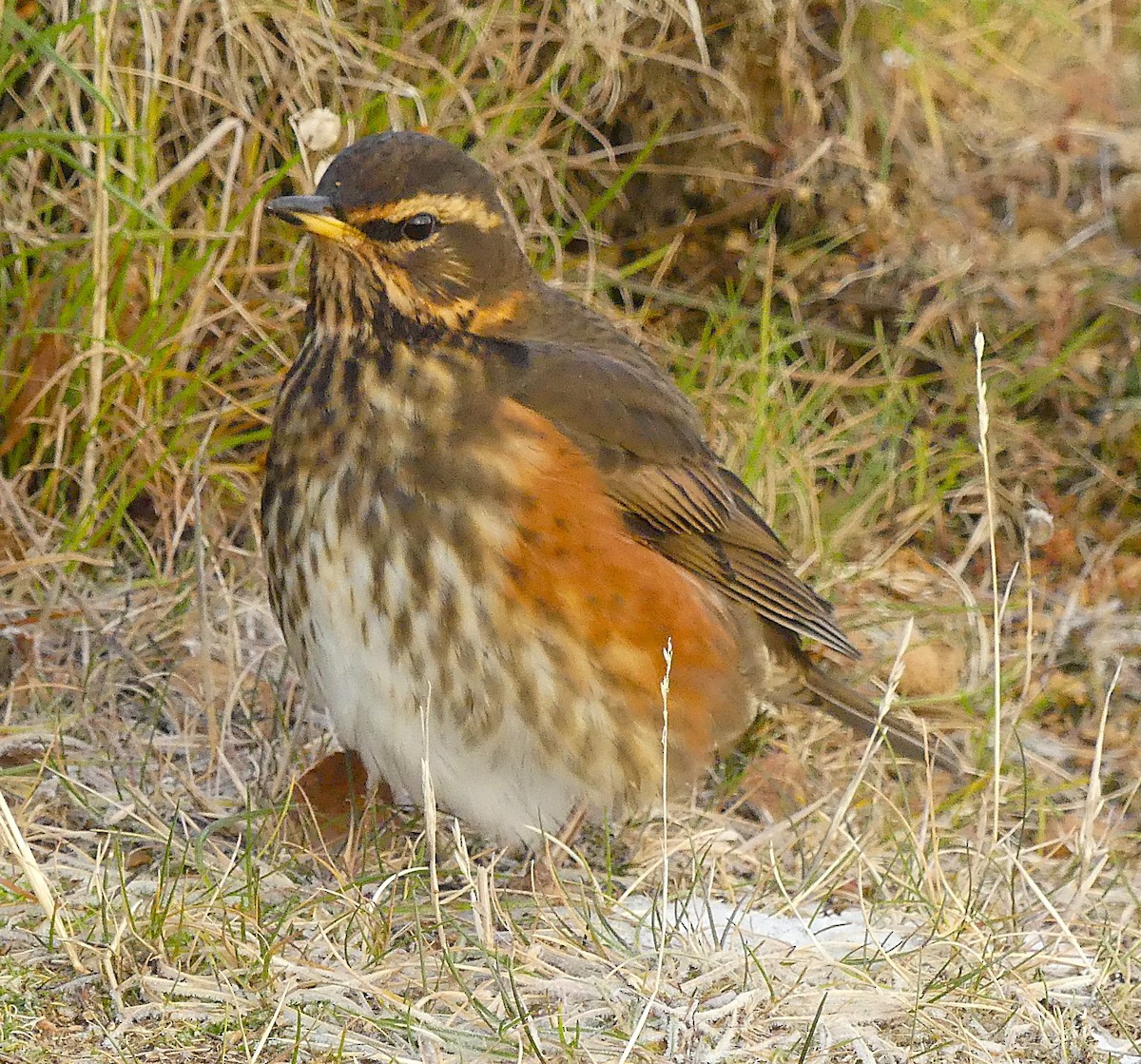 Redwing (Icelandic) - ML644332983