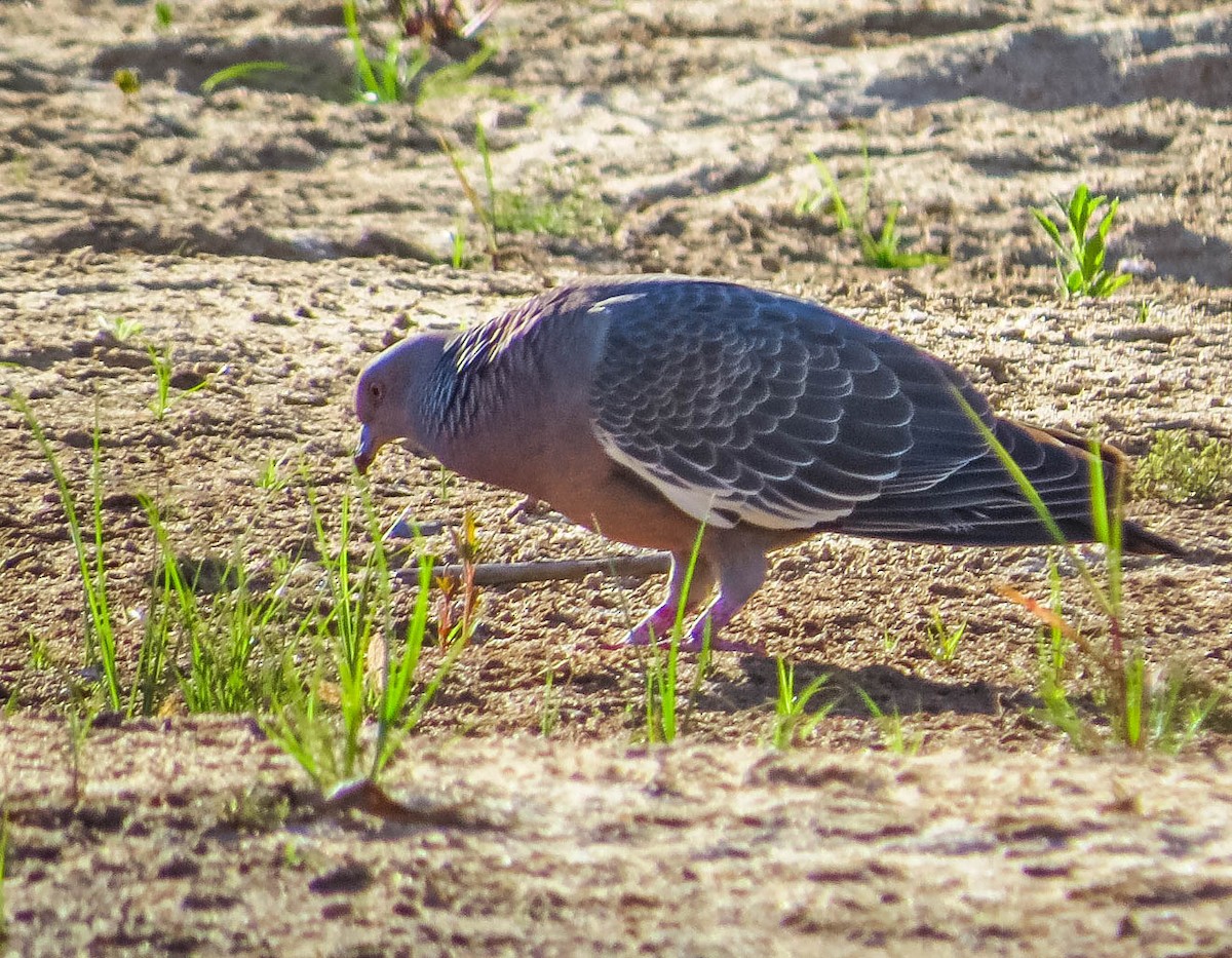 Picazuro Pigeon - ML644332984