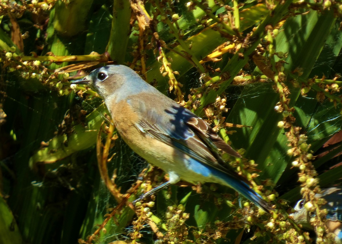 salašník západní - ML644333000