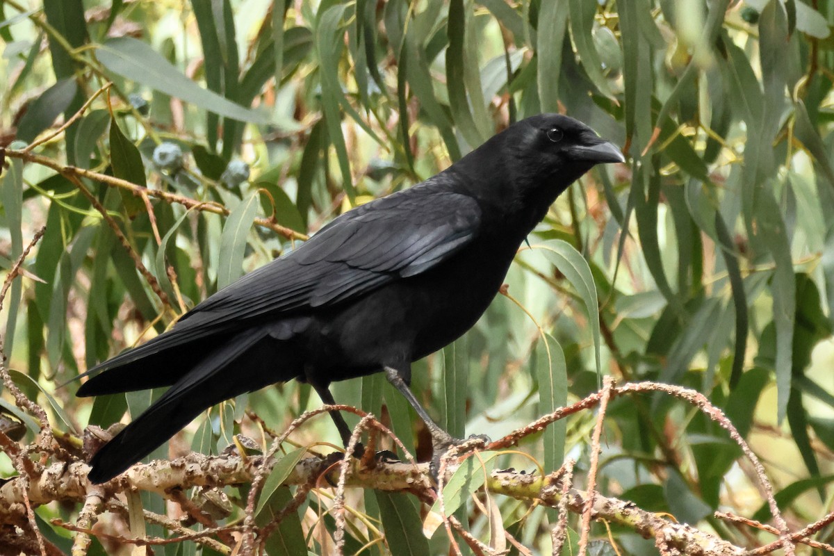 American Crow - ML644333002