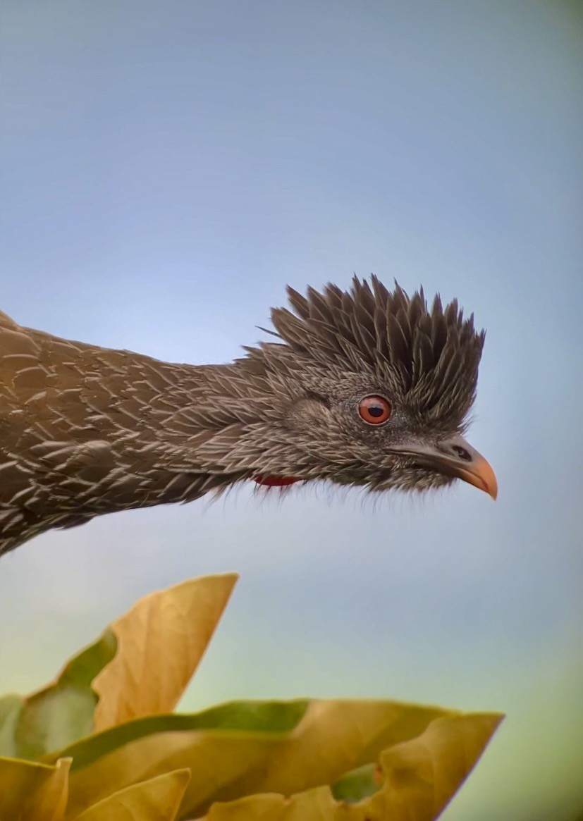 andeshokko - ML644333003