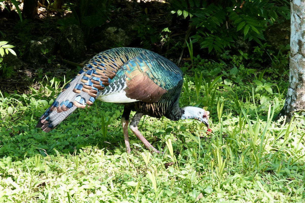 Ocellated Turkey - ML644333006