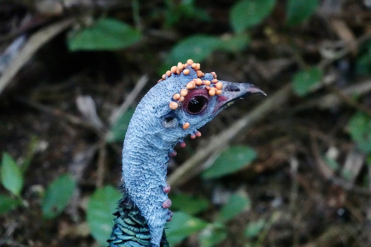 Ocellated Turkey - ML644333007
