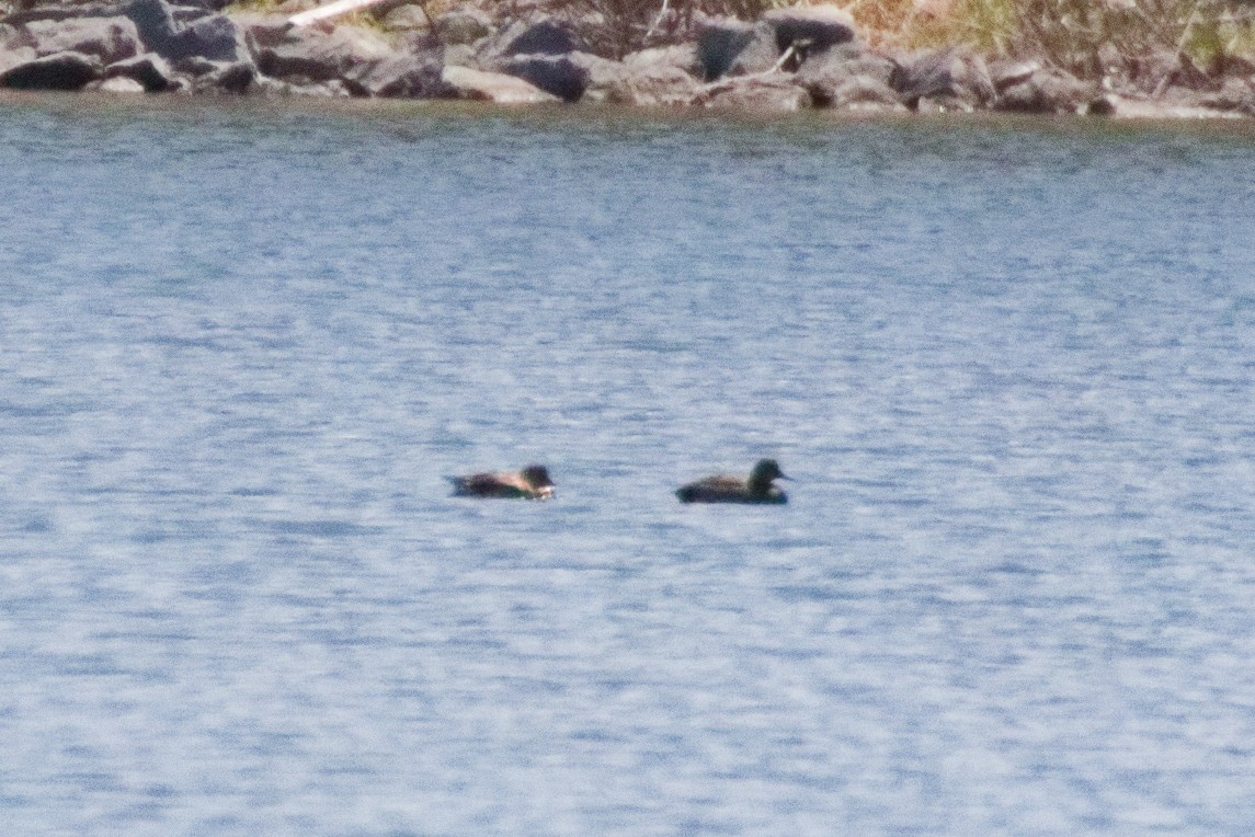 Ipar-ahatea - ML644333009