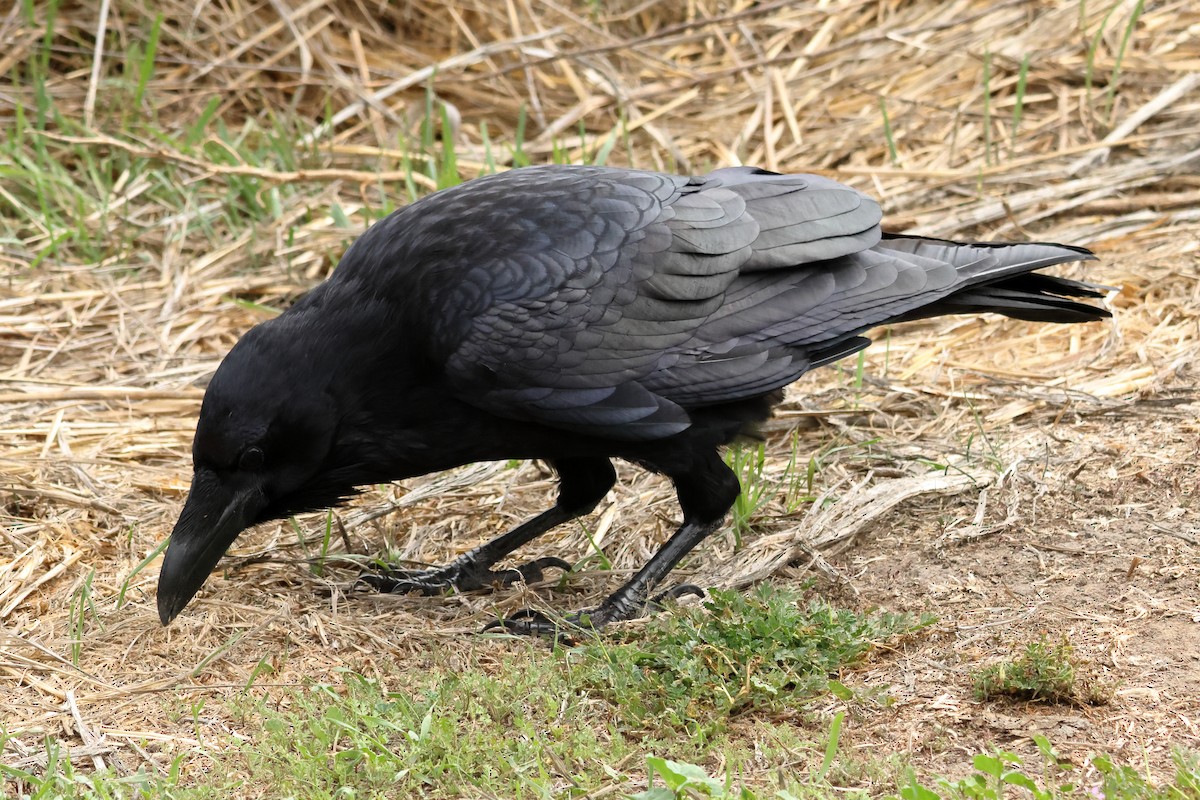 Common Raven - ML644333013