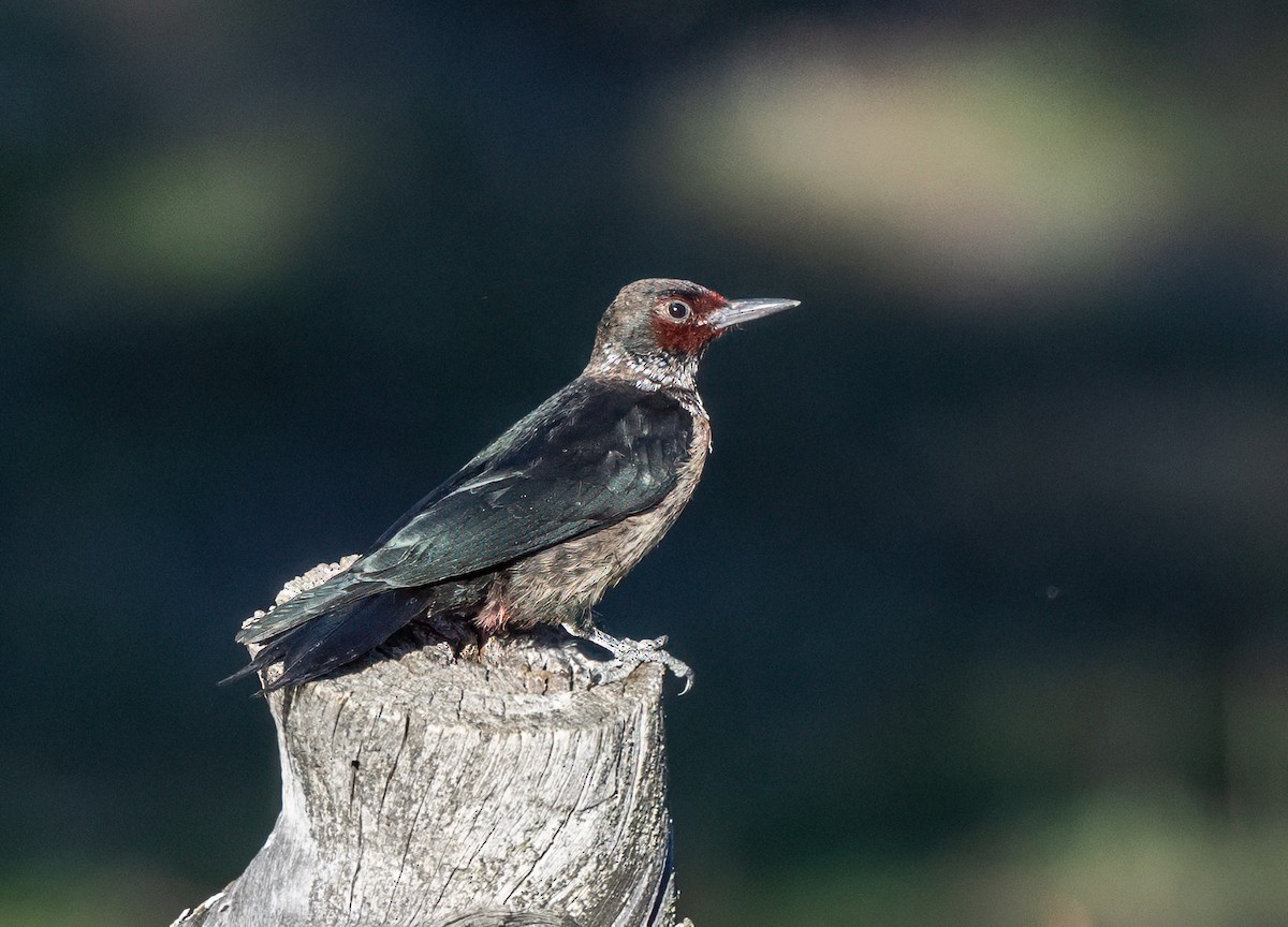 Lewis's Woodpecker - ML644333014