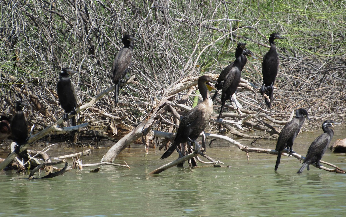 Humboldtscharbe - ML644333016