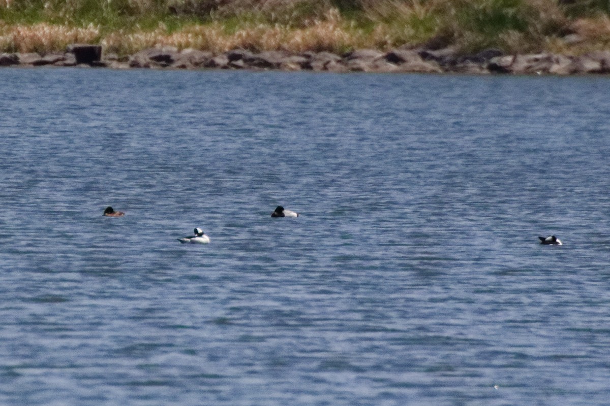 Bufflehead - ML644333019