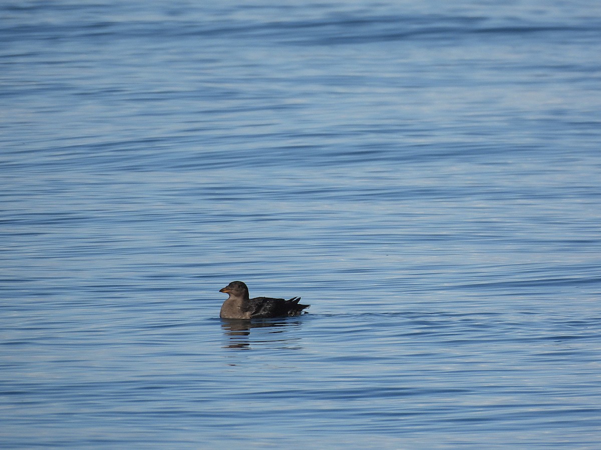 papuchalk růžkatý - ML644333021