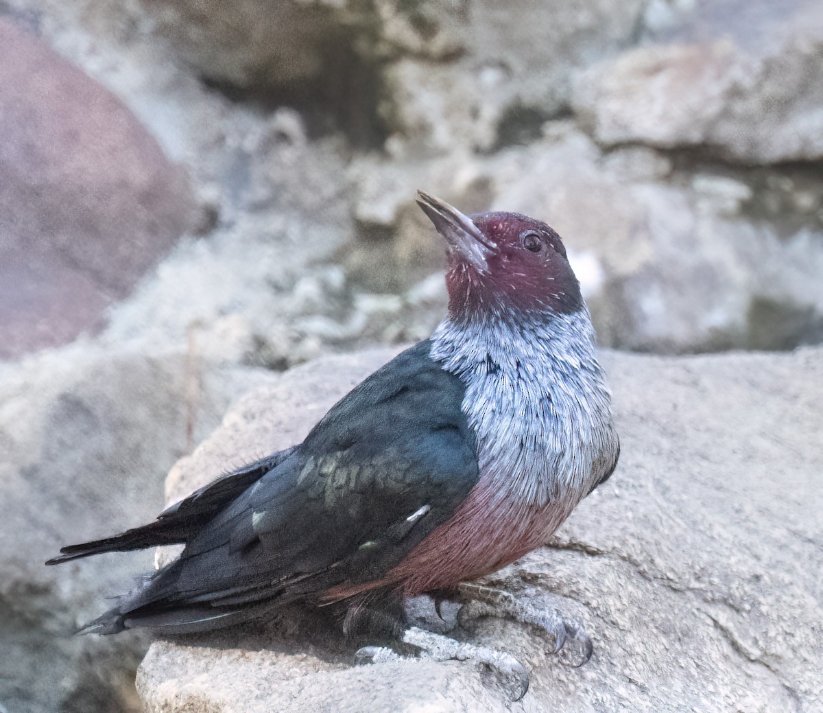 Lewis's Woodpecker - ML644333028