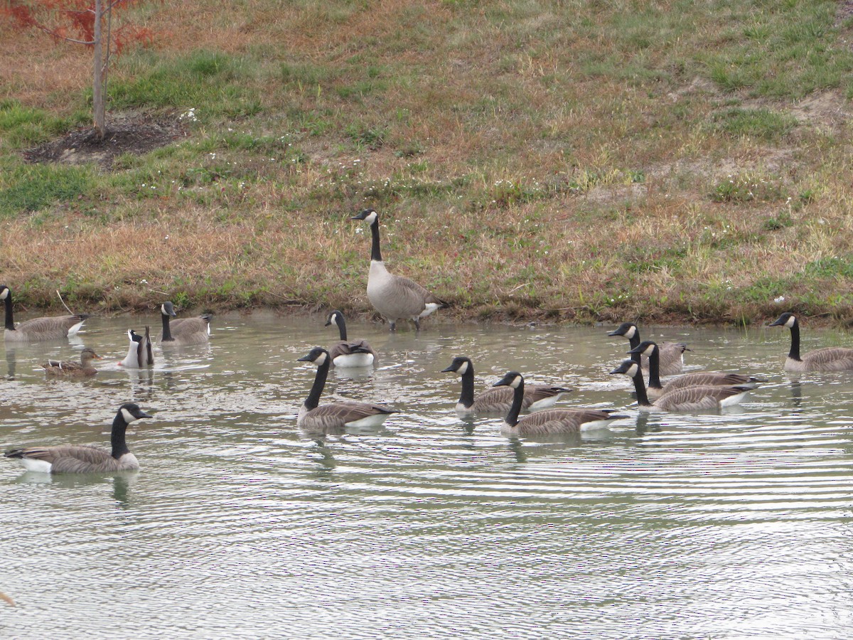 Канад галуу - ML644333033