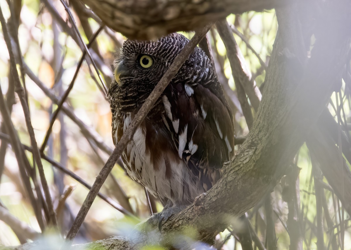 Javan Owlet - ML644333037