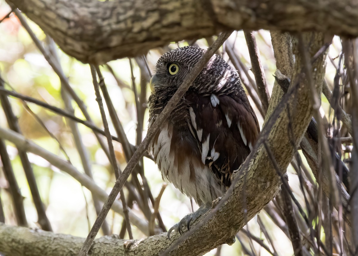 Javan Owlet - ML644333038