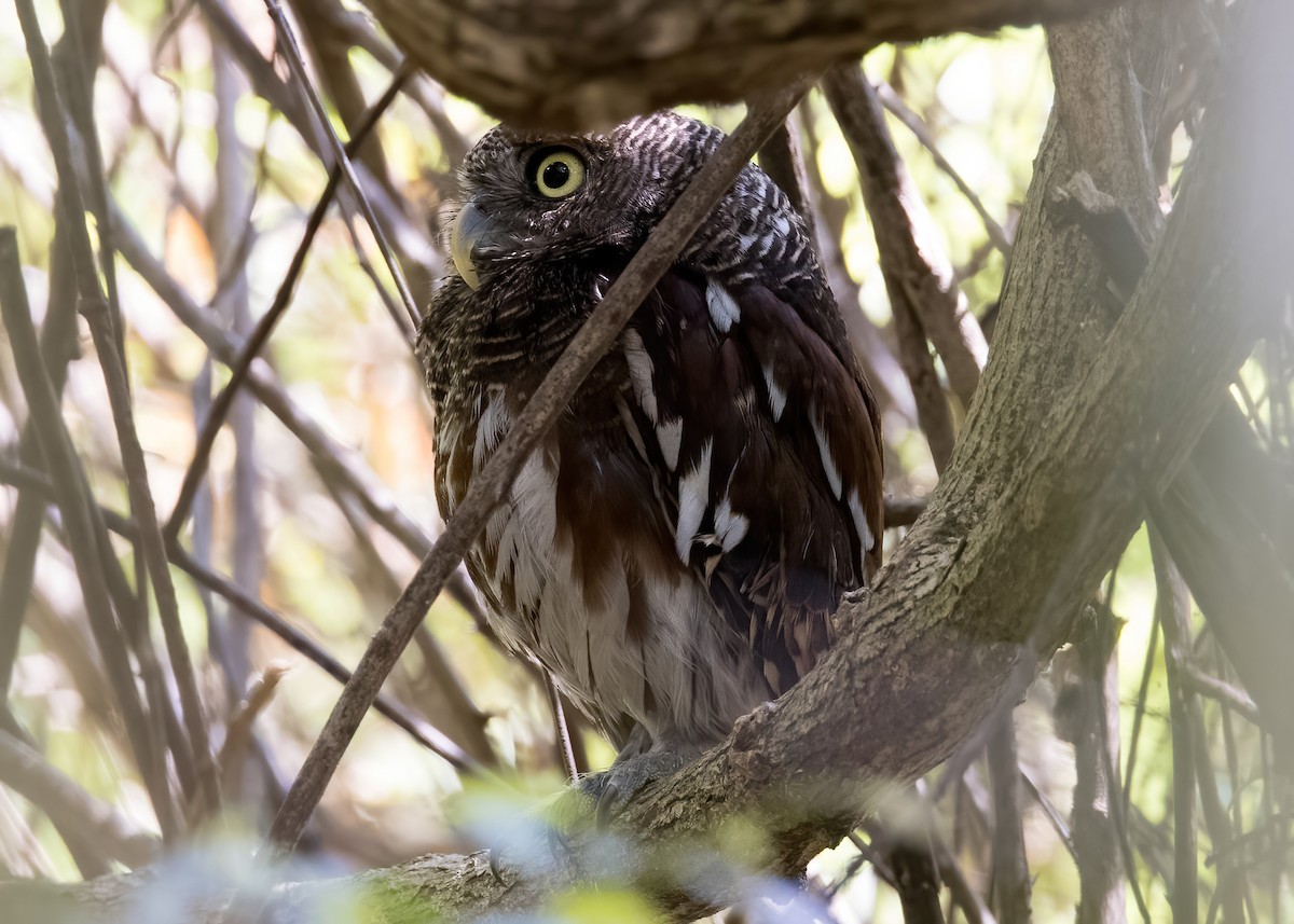 Javan Owlet - ML644333039