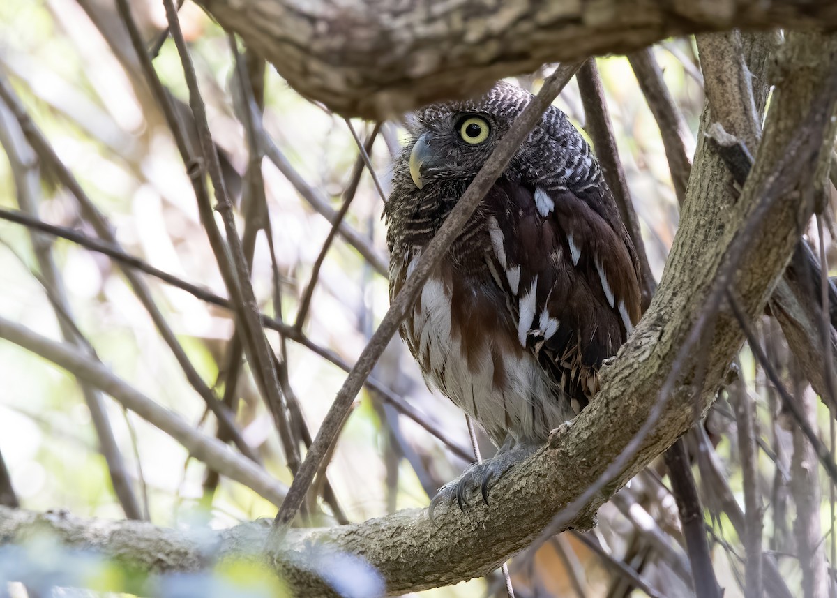 Javan Owlet - ML644333040