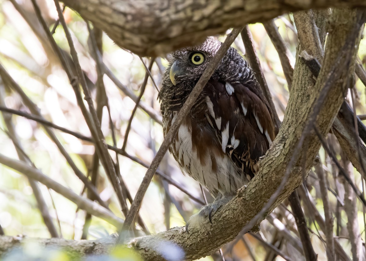 Javan Owlet - ML644333041