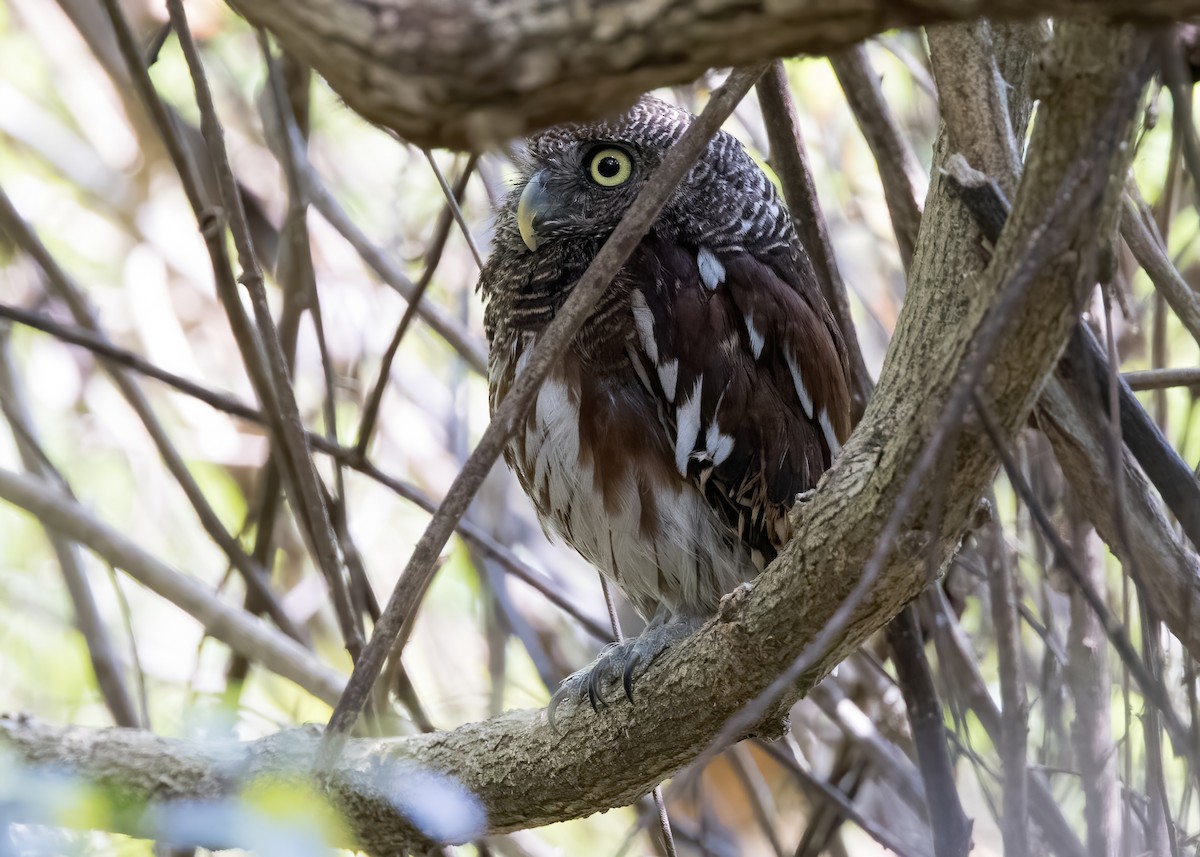 Javan Owlet - ML644333042