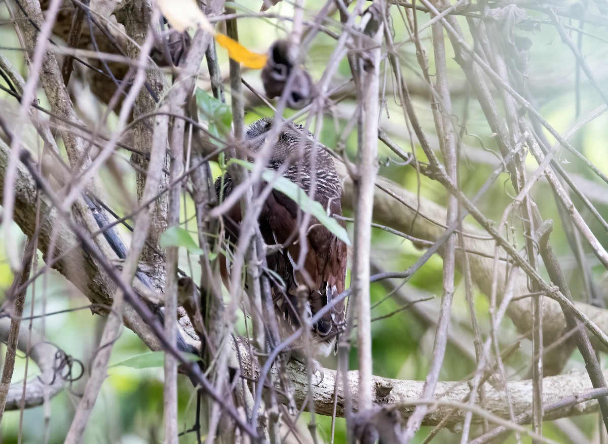 Javan Owlet - ML644333043