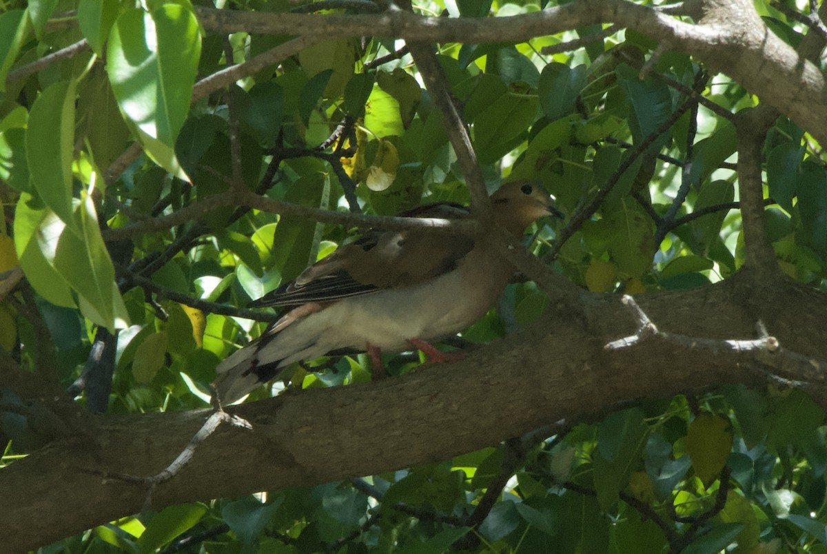 Zenaida Dove - ML644333046
