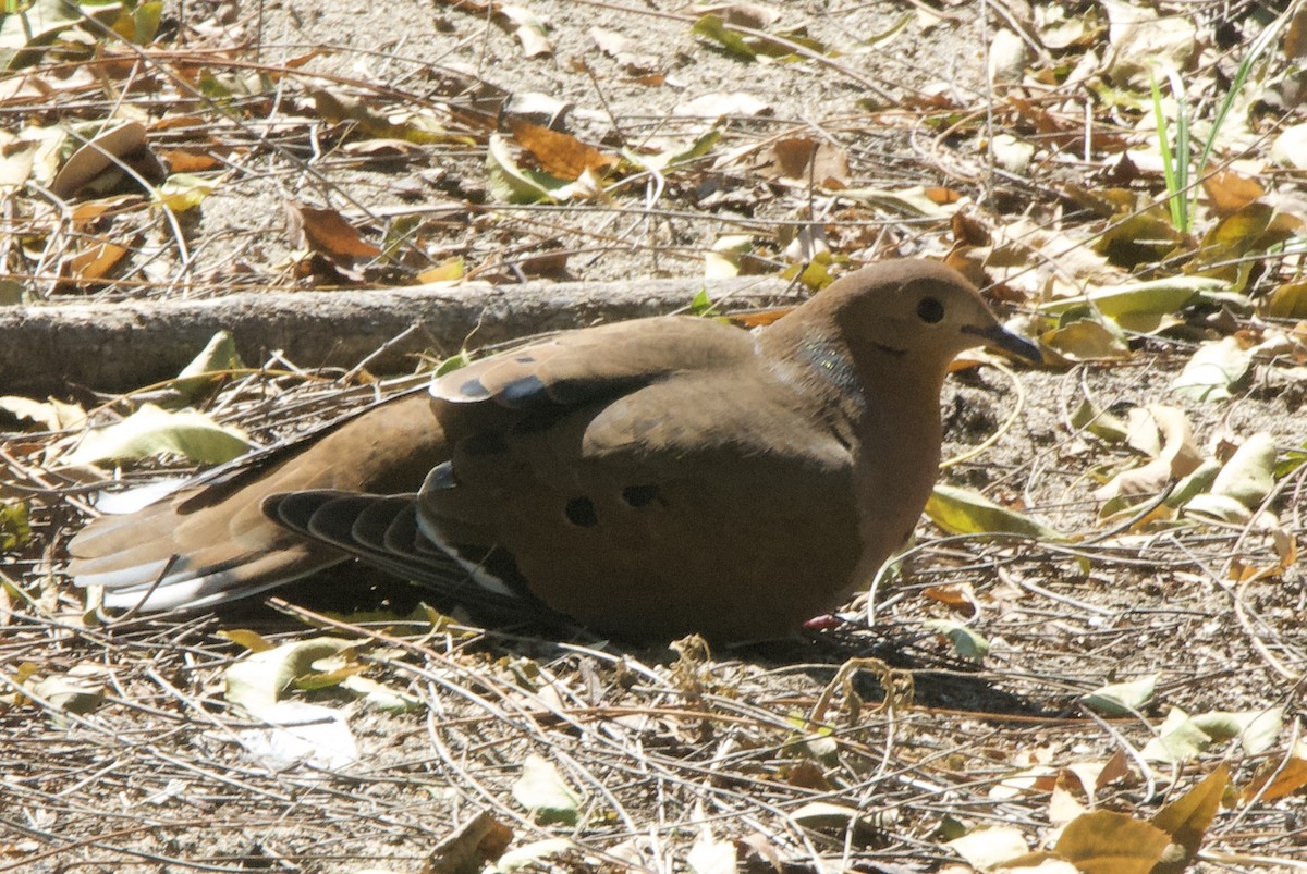 Zenaida Dove - ML644333047