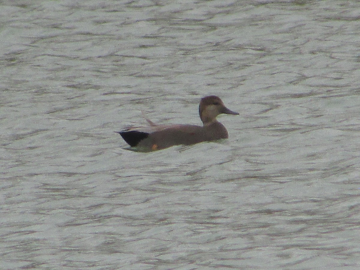 Ipar-ahatea - ML644333052