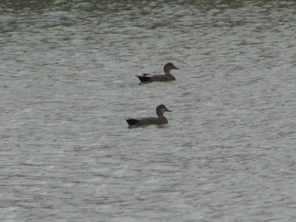 Ipar-ahatea - ML644333053