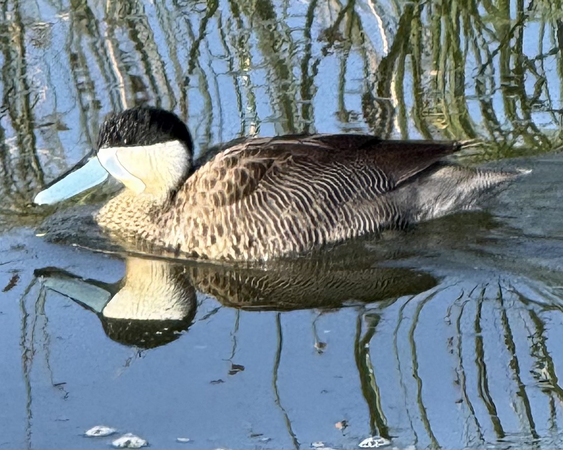 Puna Teal - ML644333061