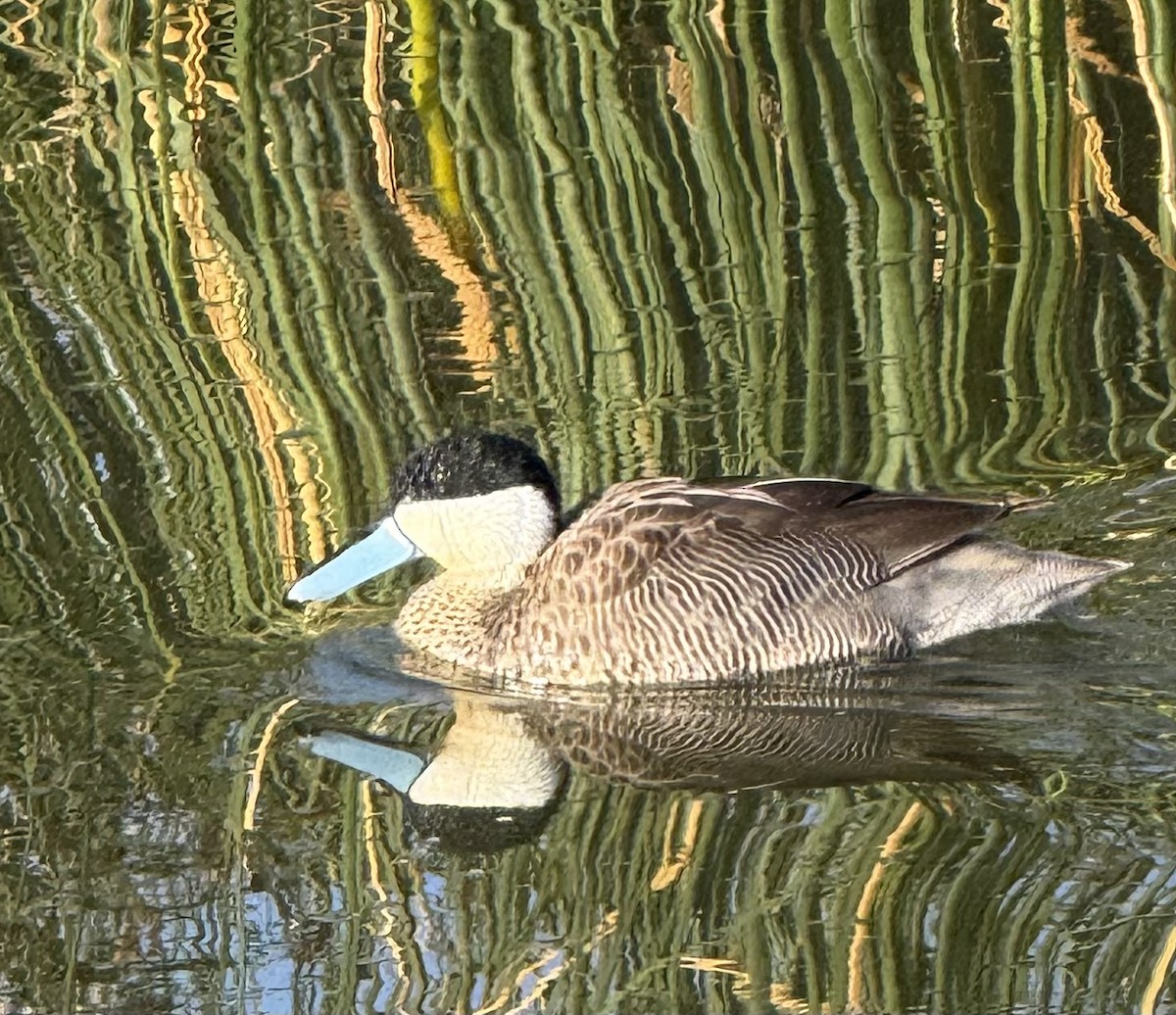 Puna Teal - ML644333062