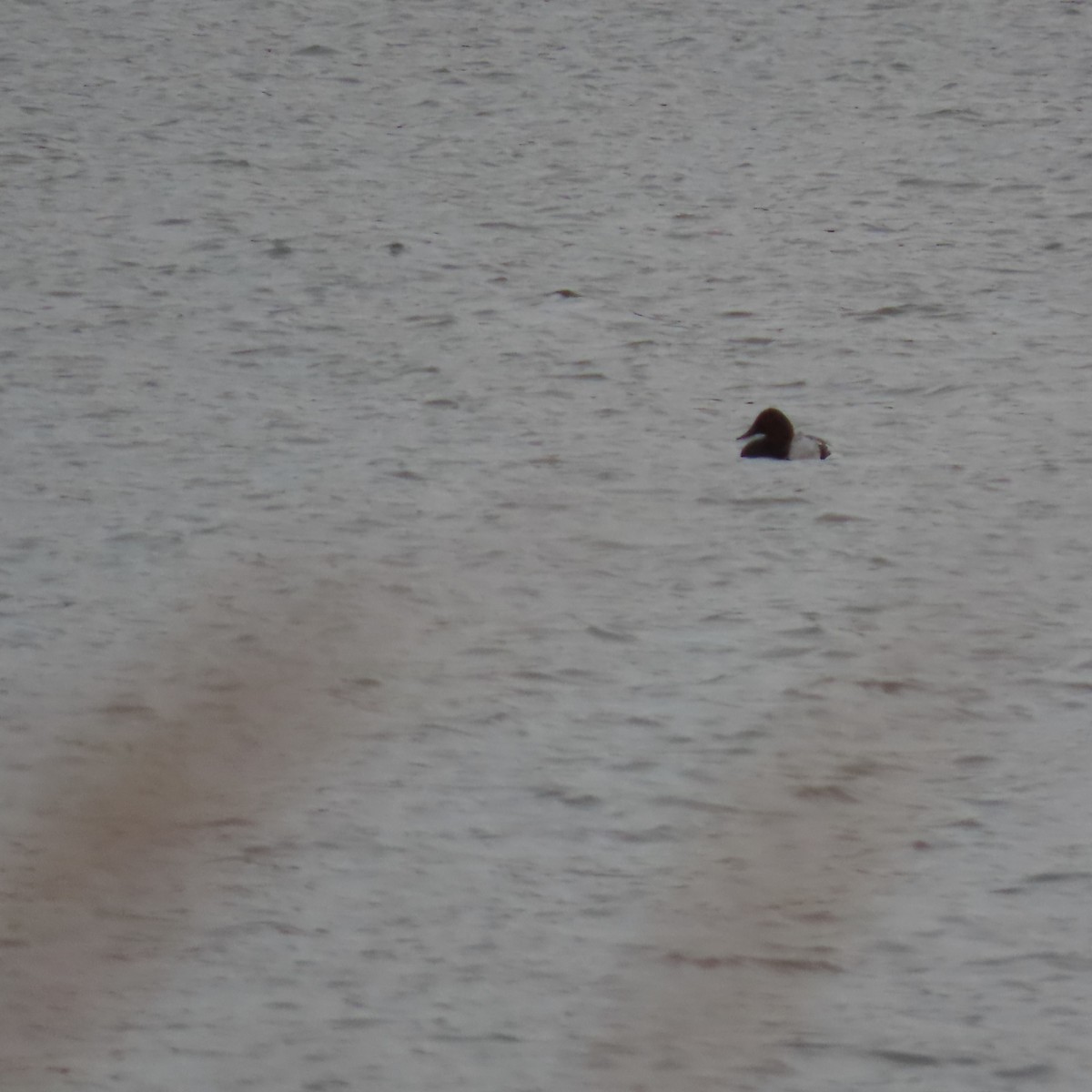 Canvasback - ML644333064