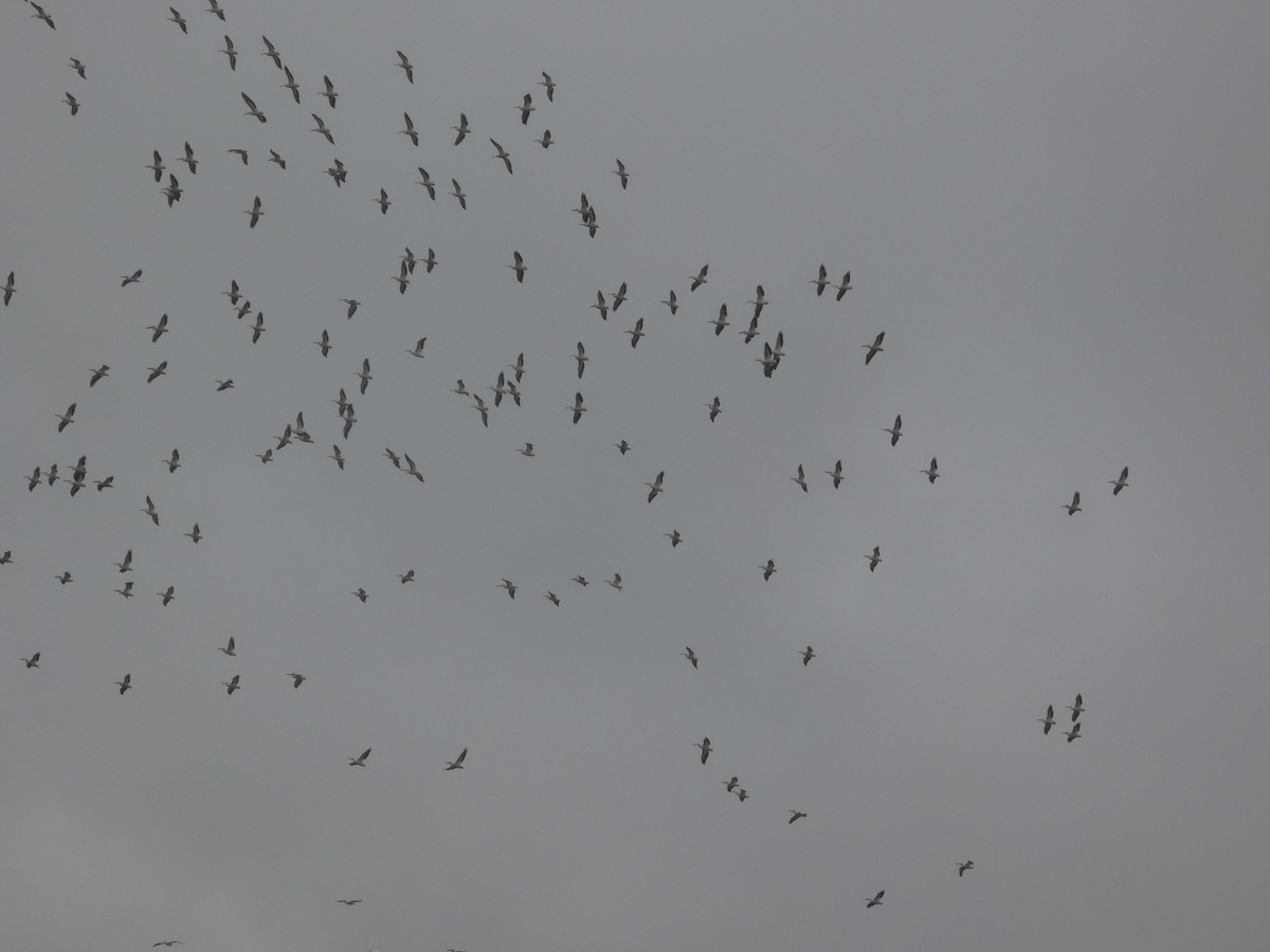 American White Pelican - ML644333073