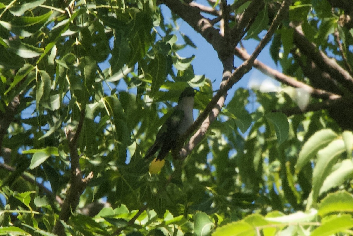 Antillean Crested Hummingbird - ML644333074