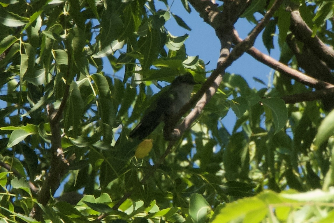 Antillean Crested Hummingbird - ML644333075