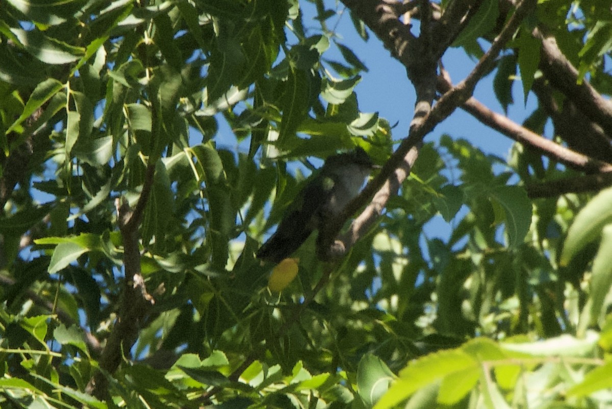 Antillean Crested Hummingbird - ML644333076