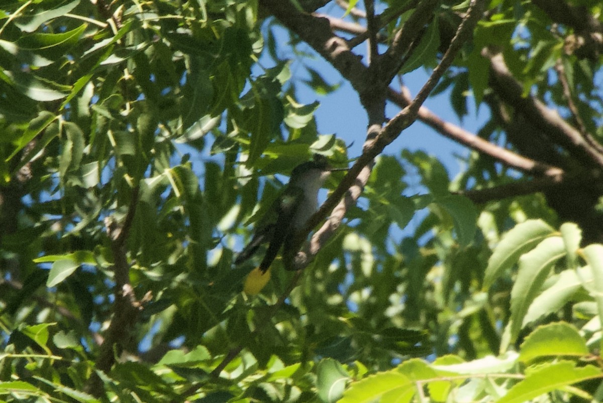 Antillean Crested Hummingbird - ML644333077