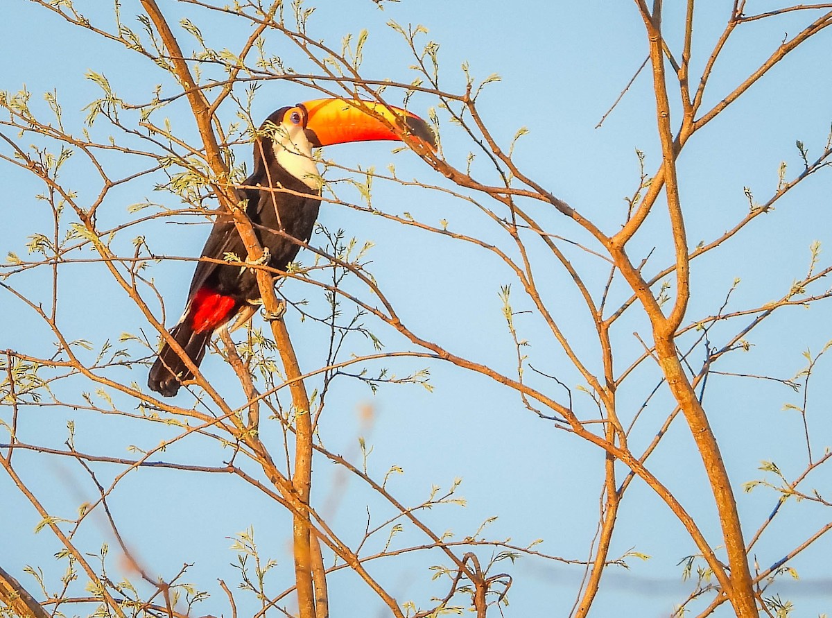 オニオオハシ - ML644333082