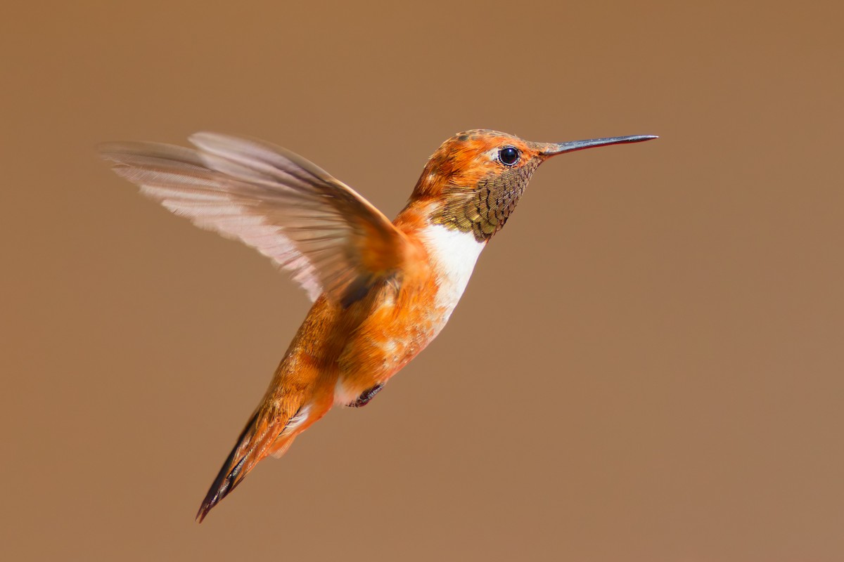 Rufous Hummingbird - ML644333083