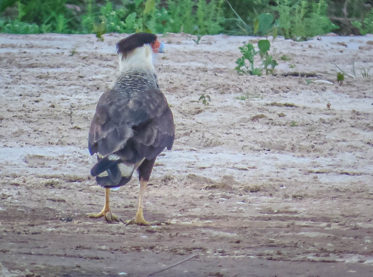 Равнинная каракара - ML644333102