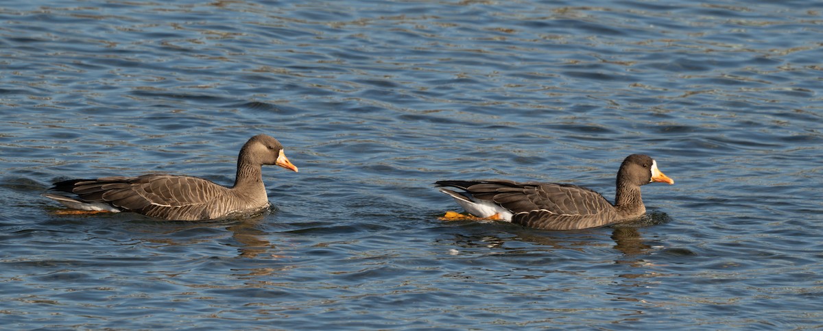 Манхин галуу - ML644333108