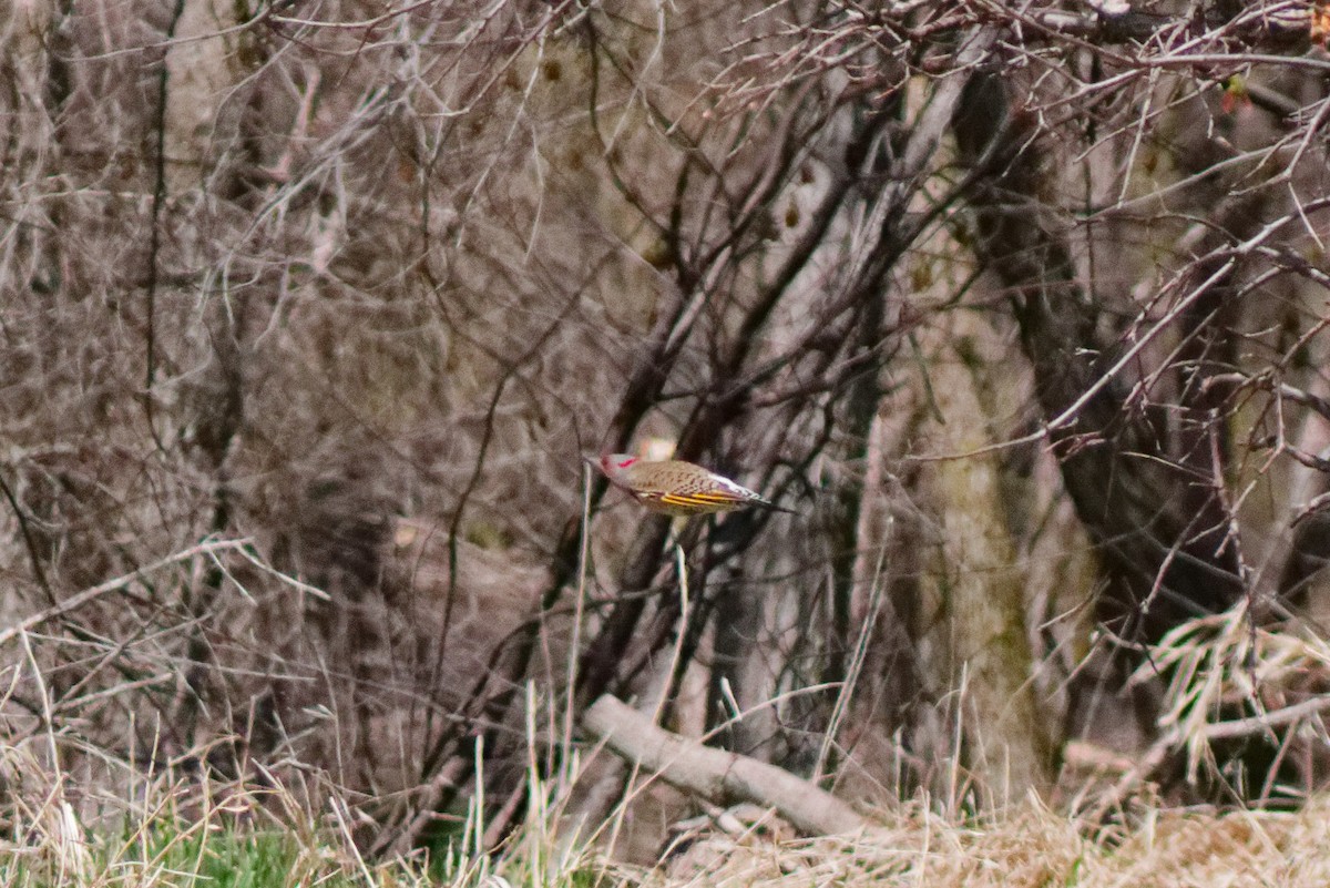 Шилоклювый дятел (auratus/luteus) - ML644333116