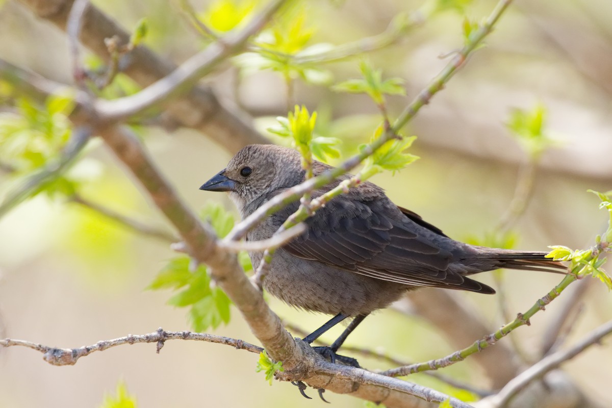 Brown-headed Cowbird - ML644333124
