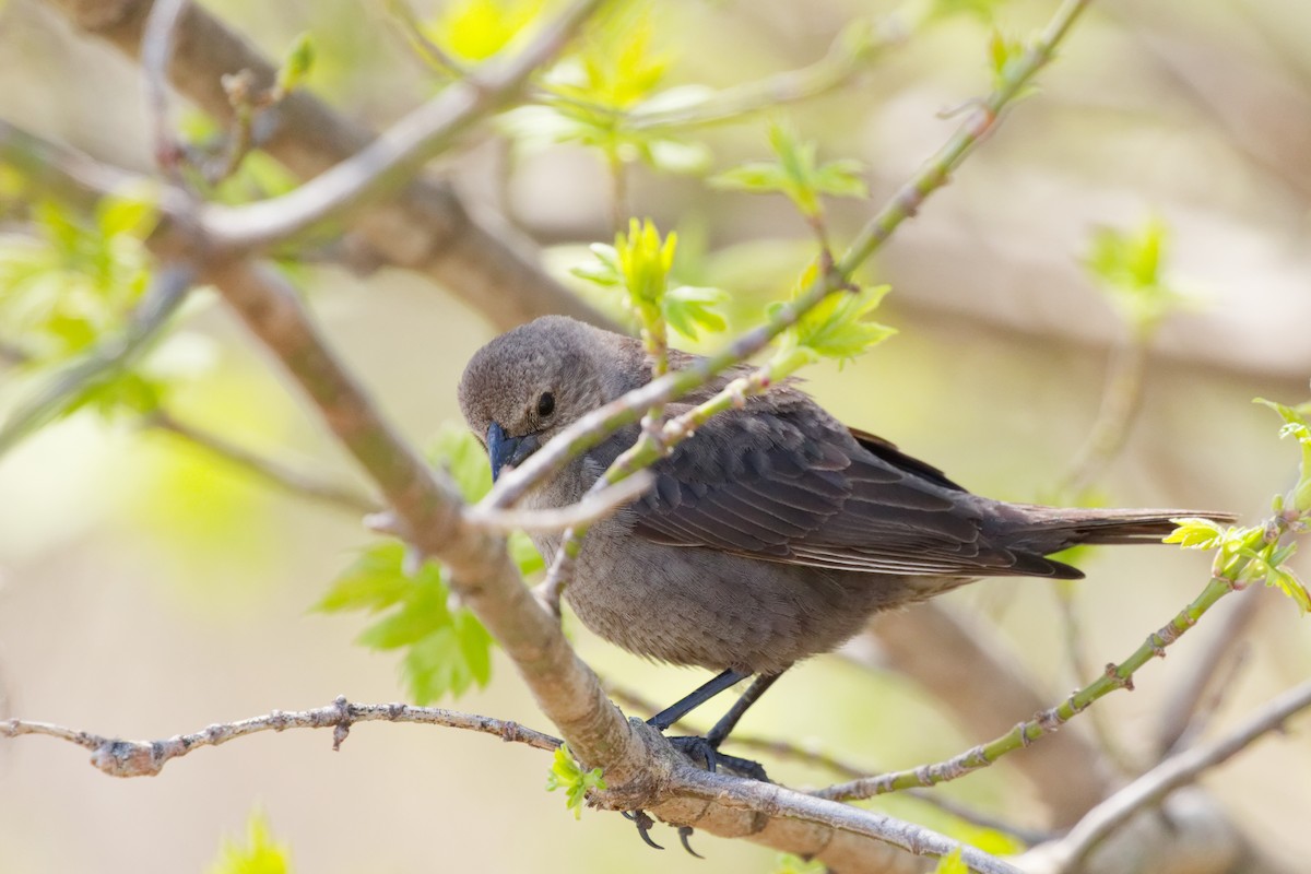 Brown-headed Cowbird - ML644333125