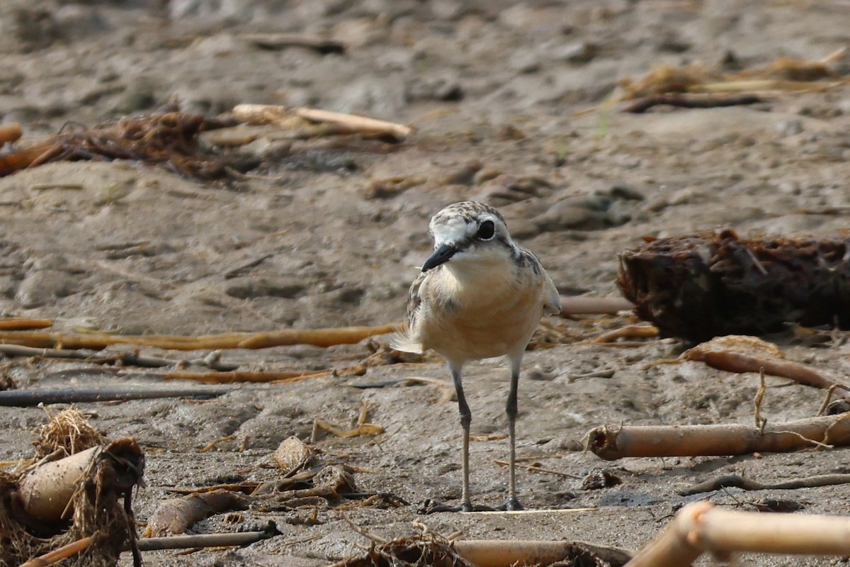 Chorlitejo Pecuario - ML644333151