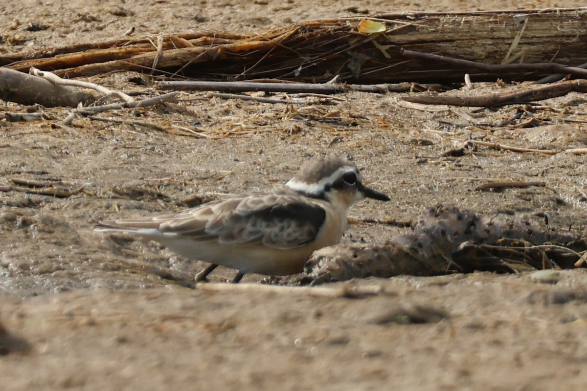 Chorlitejo Pecuario - ML644333152