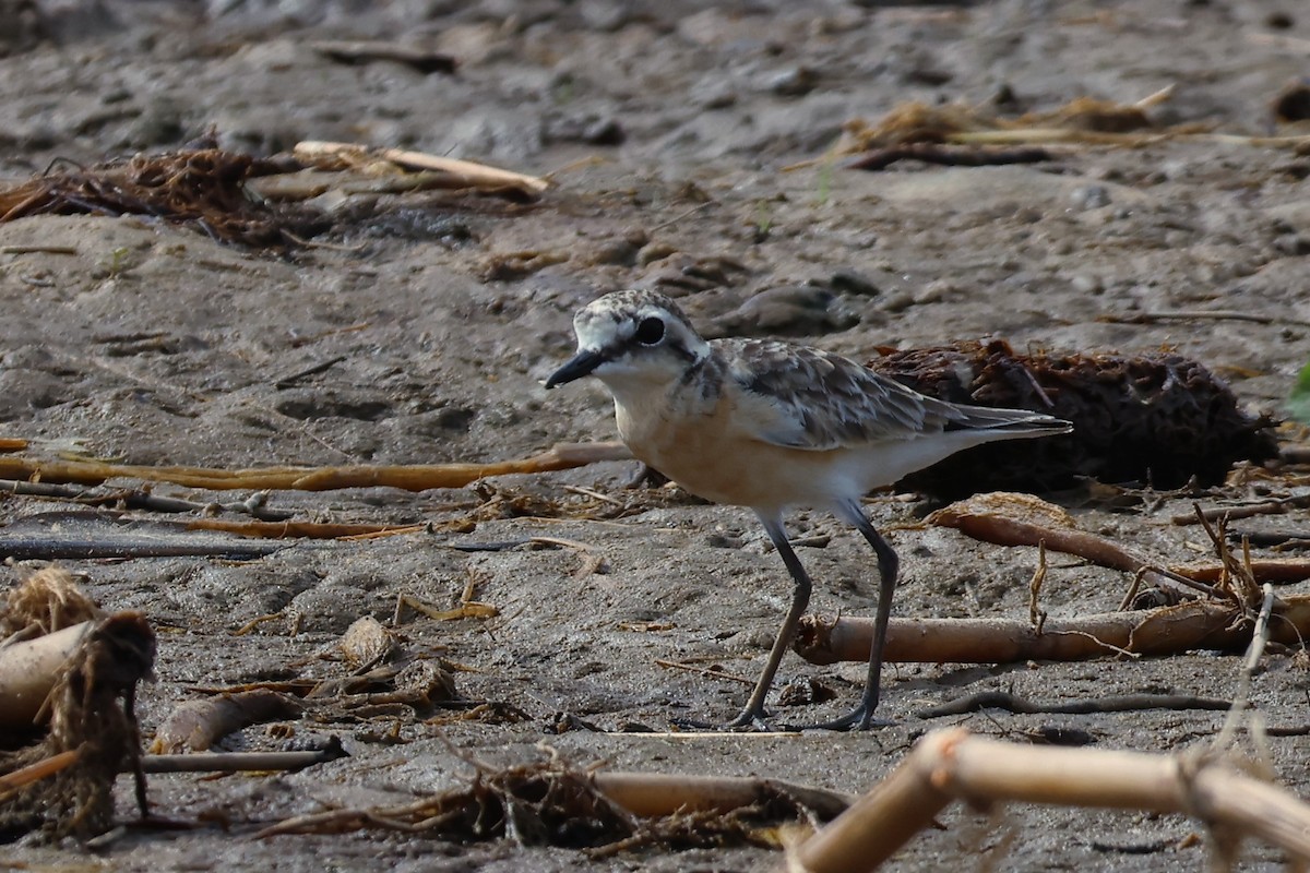 Chorlitejo Pecuario - ML644333153
