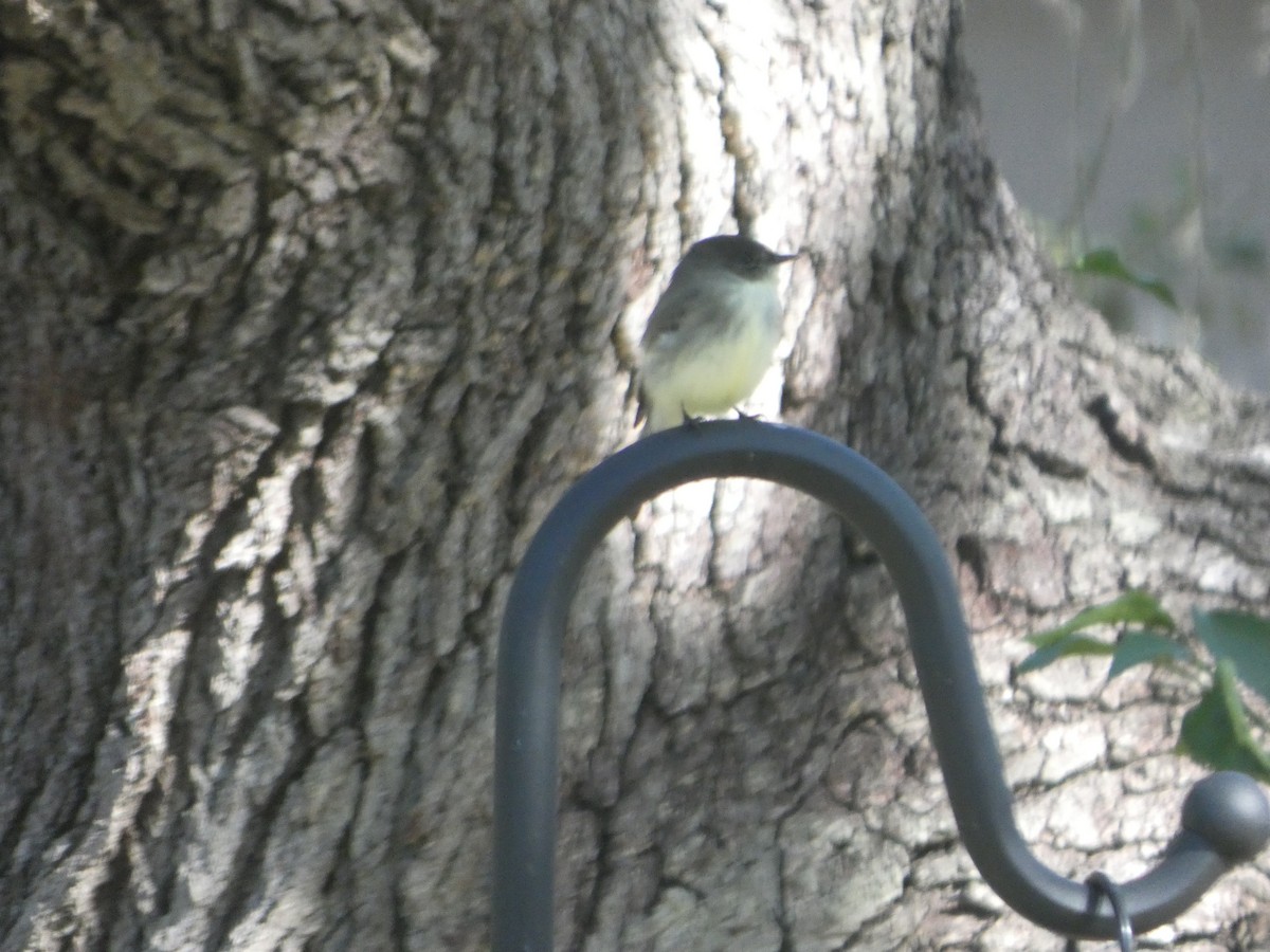 Eastern Phoebe - ML644333180
