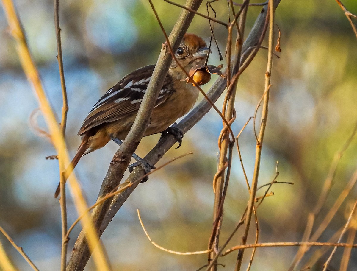 Batara de Pelzeln - ML644333199