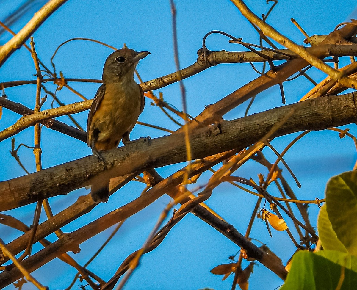 Batara de Pelzeln - ML644333200