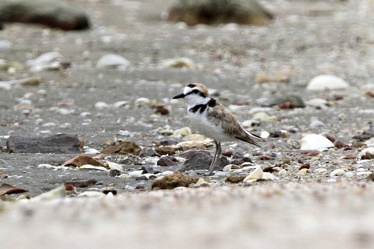 arkipello - ML644333201