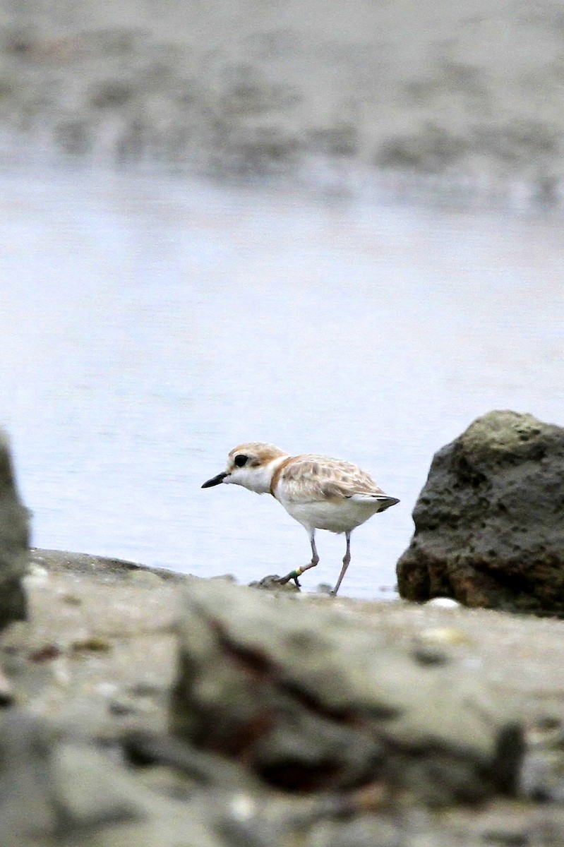 arkipello - ML644333202